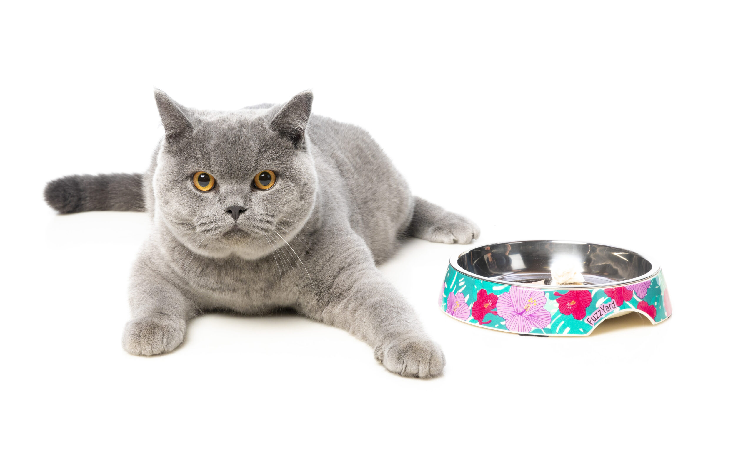 FuzzYard Cat Feeding Bowl (Design: Lahaina) FuzzYard Cat Feeding Bowl (Design: Lahaina)